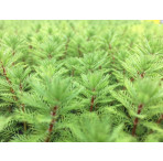 Pond Plant - Myriophyllum brasiliensis (Red Stemmed Parrots Feather) - Pack of 3 Plug Plants