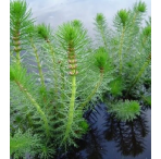 Pond Plant - Myriophyllum crispatum (Upright Water Milfoil) - Pack of 3 Plug Plants