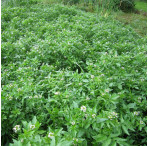 Water Cress (Rorippa Nasturtium Aquaticum) Marginal Pond Plant