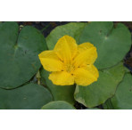 Pond Plant - Nymphoides peltata (Floating Heart) 1L