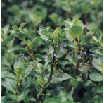 Brooklime (Veronica Beccabunga) Marginal Pond Plant