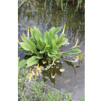 Pond Plant - Orontium aquaticum (Golden Club) 1L