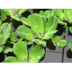 Pond Plant - Pistia stratiotes (Water Lettuce) - Pack of 3 Plants