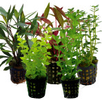 Tropical Aquarium Plant Pack - Basic