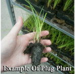 Pond Plant - Juncus inflexus (Hard Rush) - Pack of 3 Plug Plants