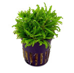 Tropical Aquarium Plant - Pogostemon helferi (Pack of 3)