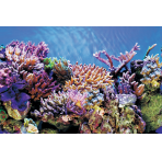 Superfish 2 Sided Aquarium Background A - Black & Reef