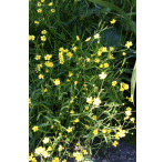 Pond Plant - Ranunculus flammula (Lesser Spearwort) - Pack of 3 Plug Plants