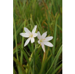 Pond Plant - Schizostylis alba (White Flag) - Pack of 3 Plug Plants