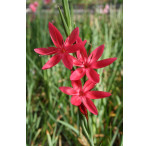 Pond Plant - Schizostylis 'Red' (Red Flag) - Pack of 3 Plug Plants