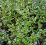 Pond Plant - Veronica beccabunga (Brooklime) - Pack of 3 Plug Plants