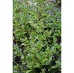 Pond Plant - Veronica beccabunga (Brooklime) - Pack of 3 Plug Plants