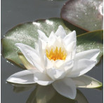 Pond Plant - White Waterlily (1L)