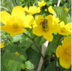 Marsh Marigold (Caltha Palustris) Marginal Pond Plant