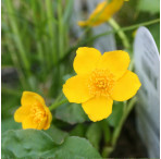 Marsh Marigold (Caltha Palustris) Marginal Pond Plant