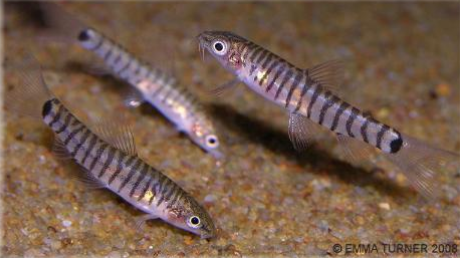 Zebra best sale loach care