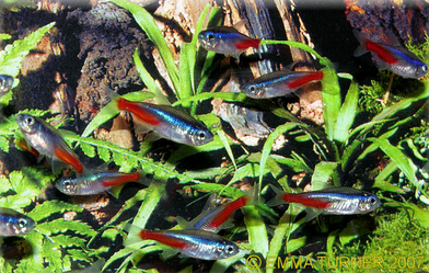 Neon Tetra Paracheirodon Innesi