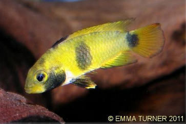 panda cichlid