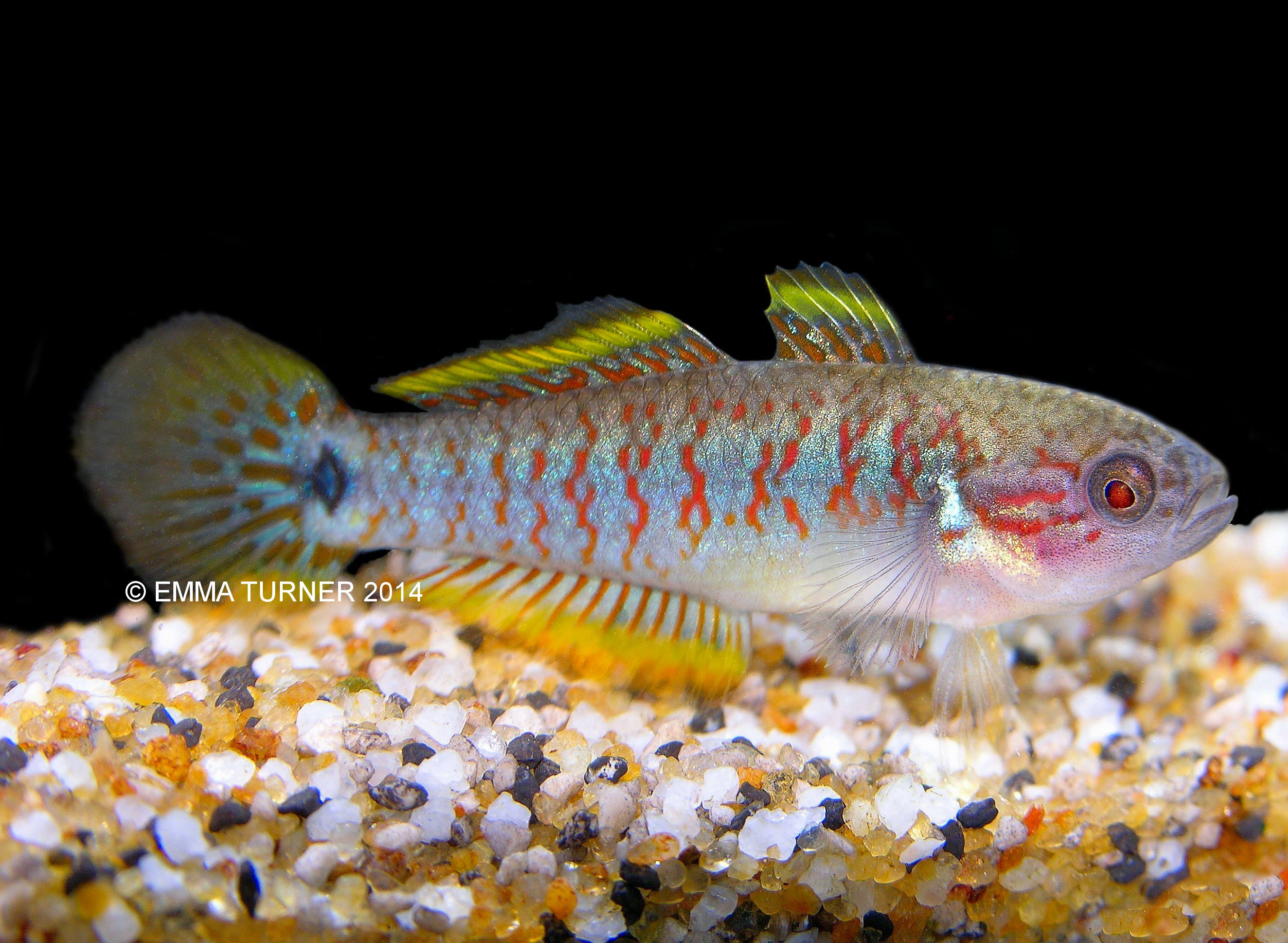 peacock gudgeon care