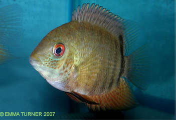 Green best sale severum care