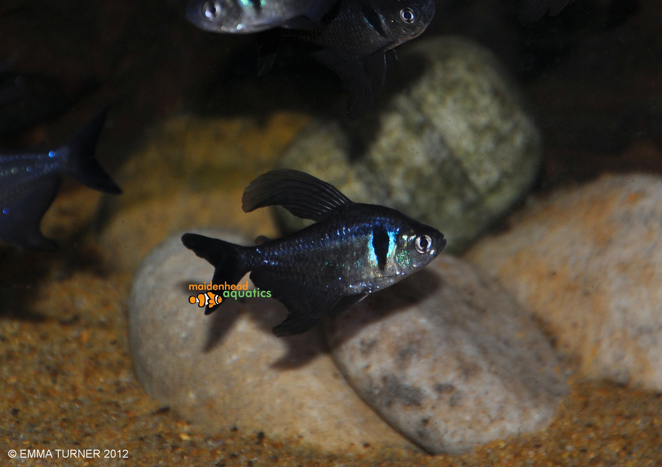 Black Phantom Tetra Hyphessobrycon Megalopterus