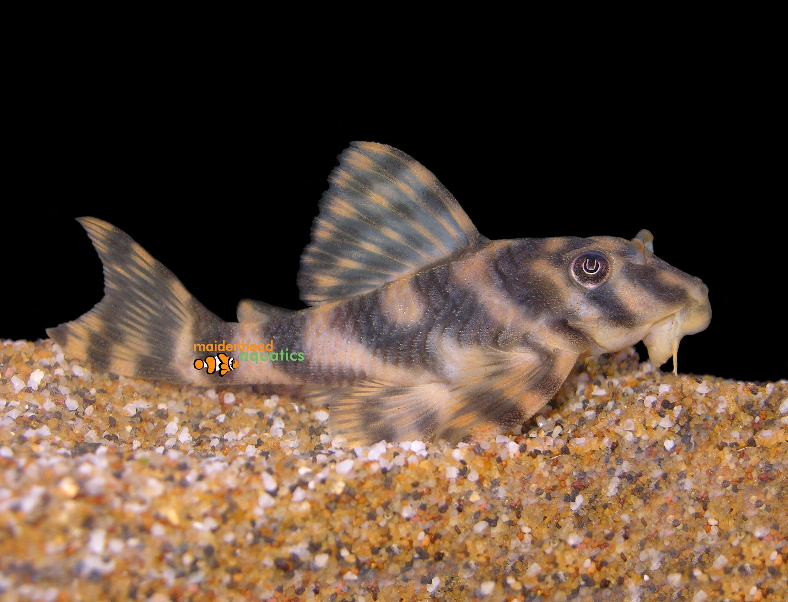 Candy Striped Plec L015 Peckoltia Vittata