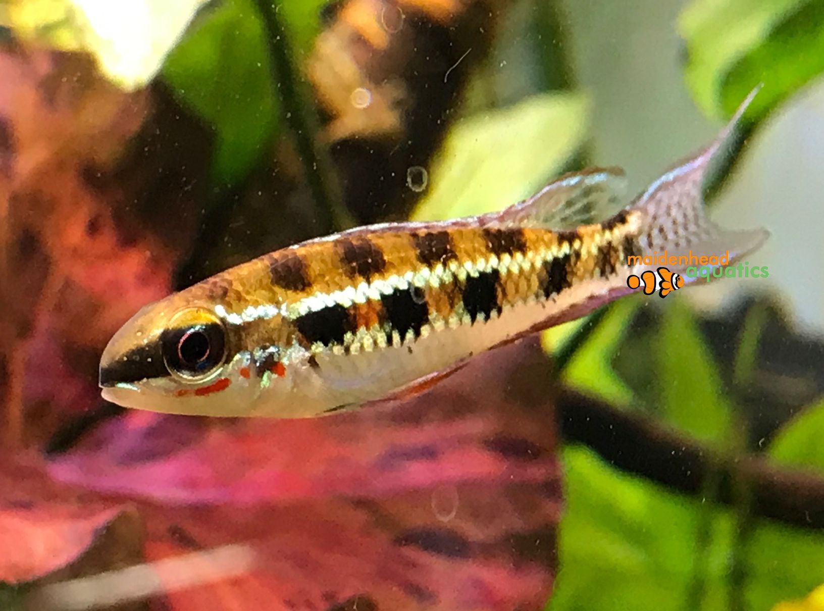 Checkerboard Cichlid-Dicrossus filamentosus