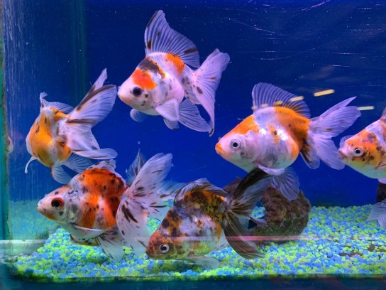 Maidenhead aquatics fashion goldfish