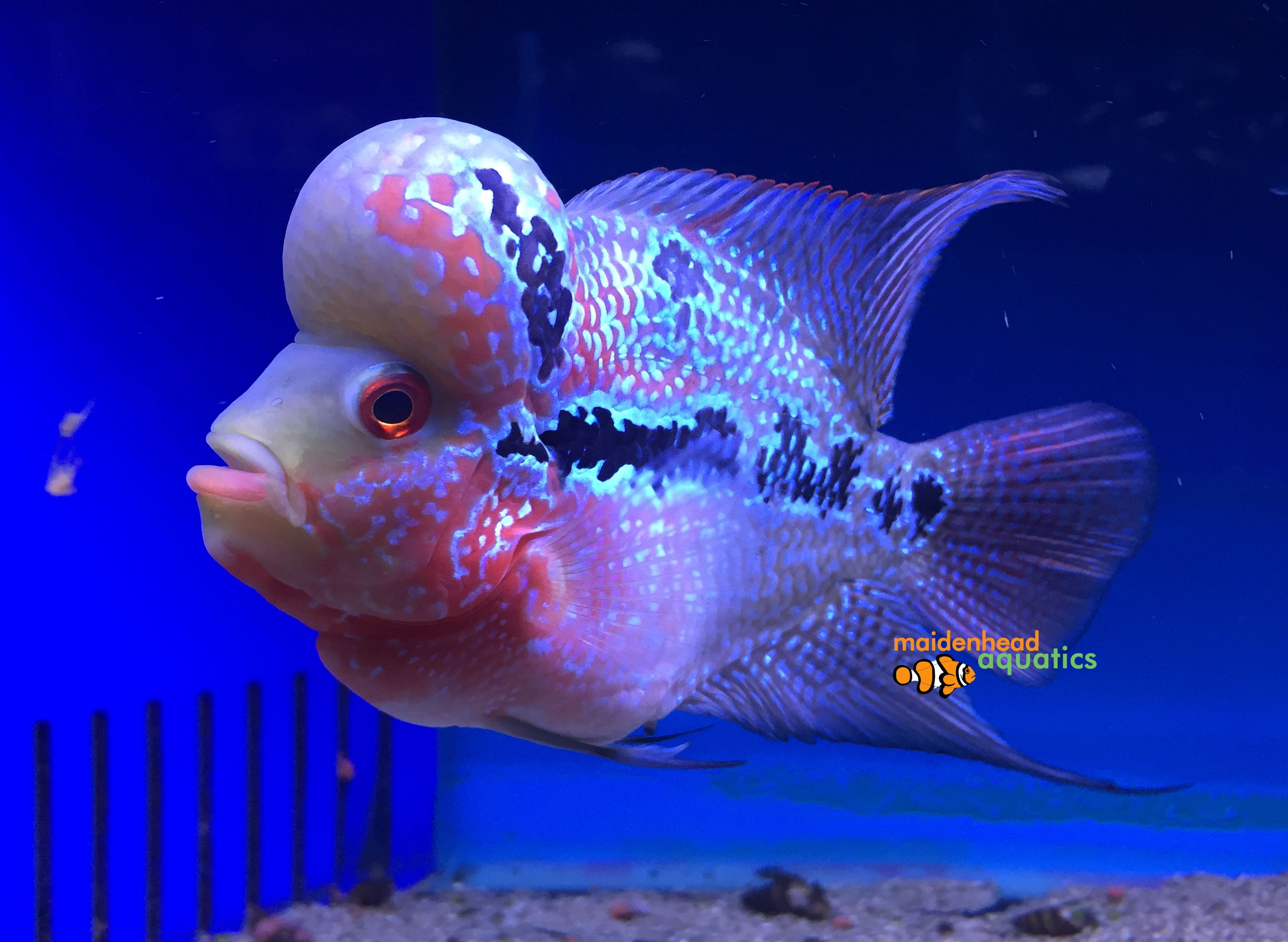Flowerhorn Cichlid Aquarium Care Notes: Fish Keeper Maintenance