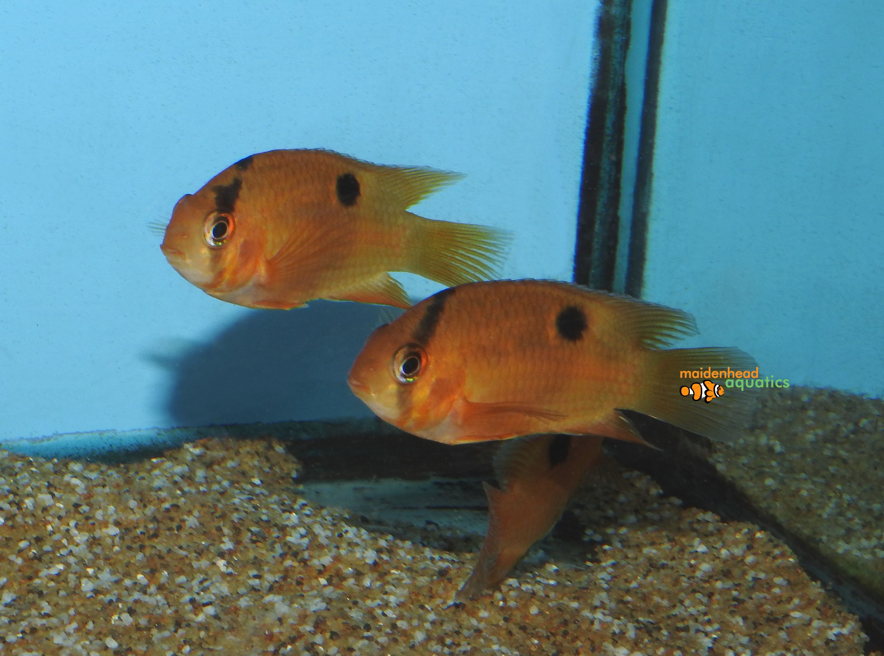 keyhole cichlid