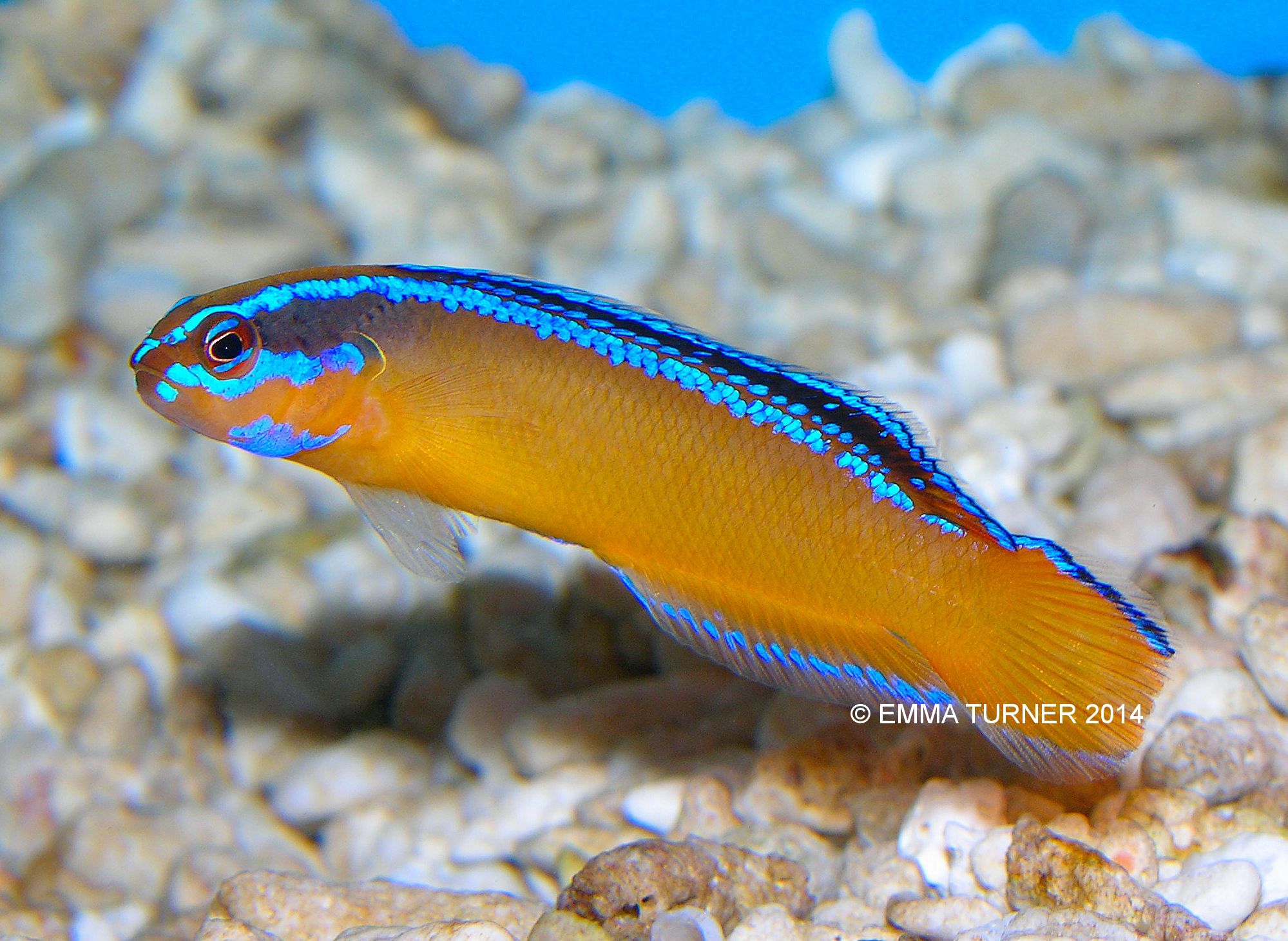 Arabian Dottyback-Pseudochromis aldabraensis