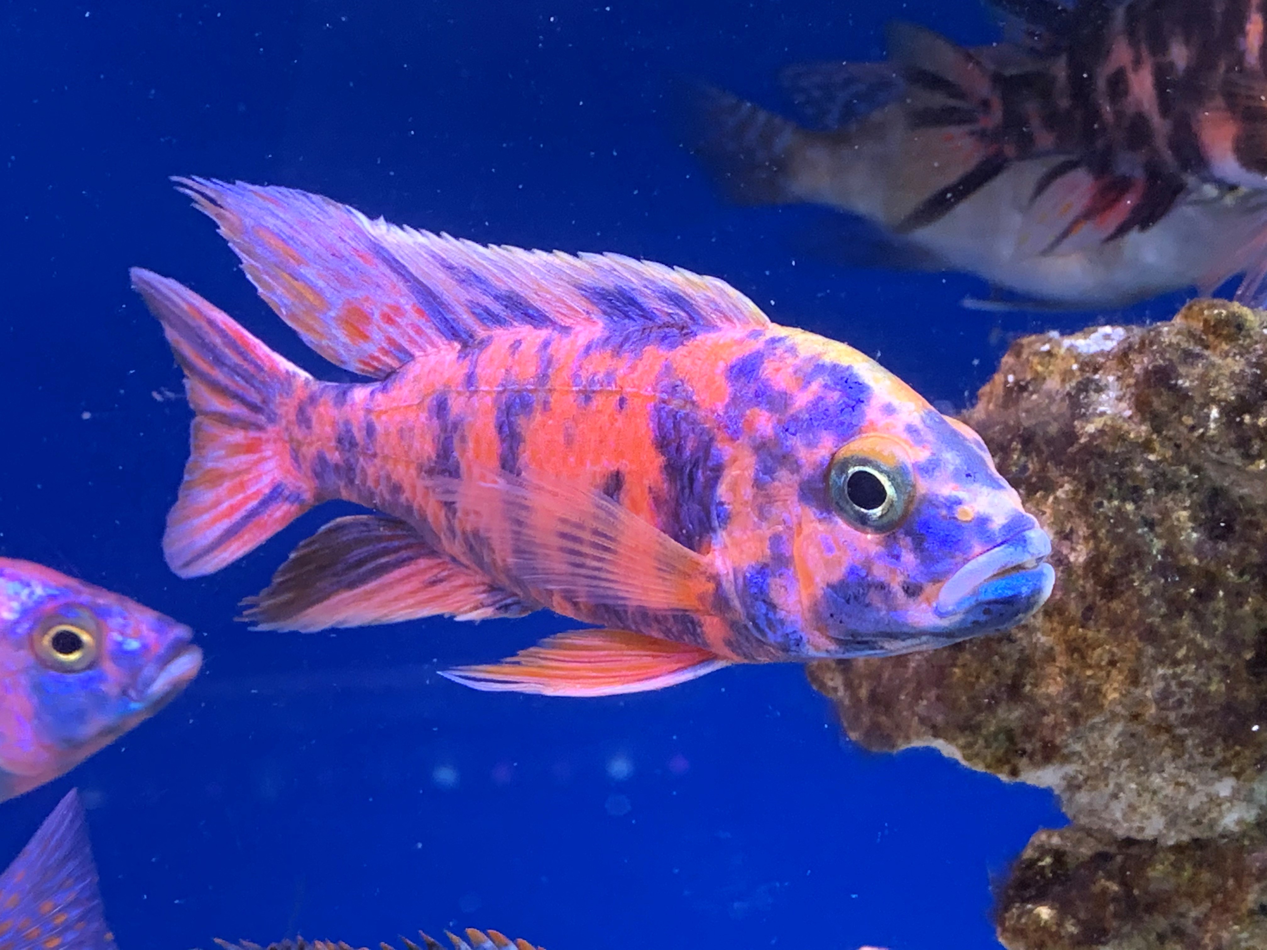 ob peacock cichlid female