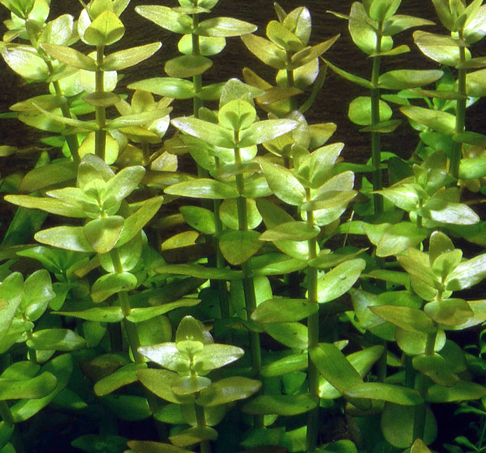 Bacopa caroliniana