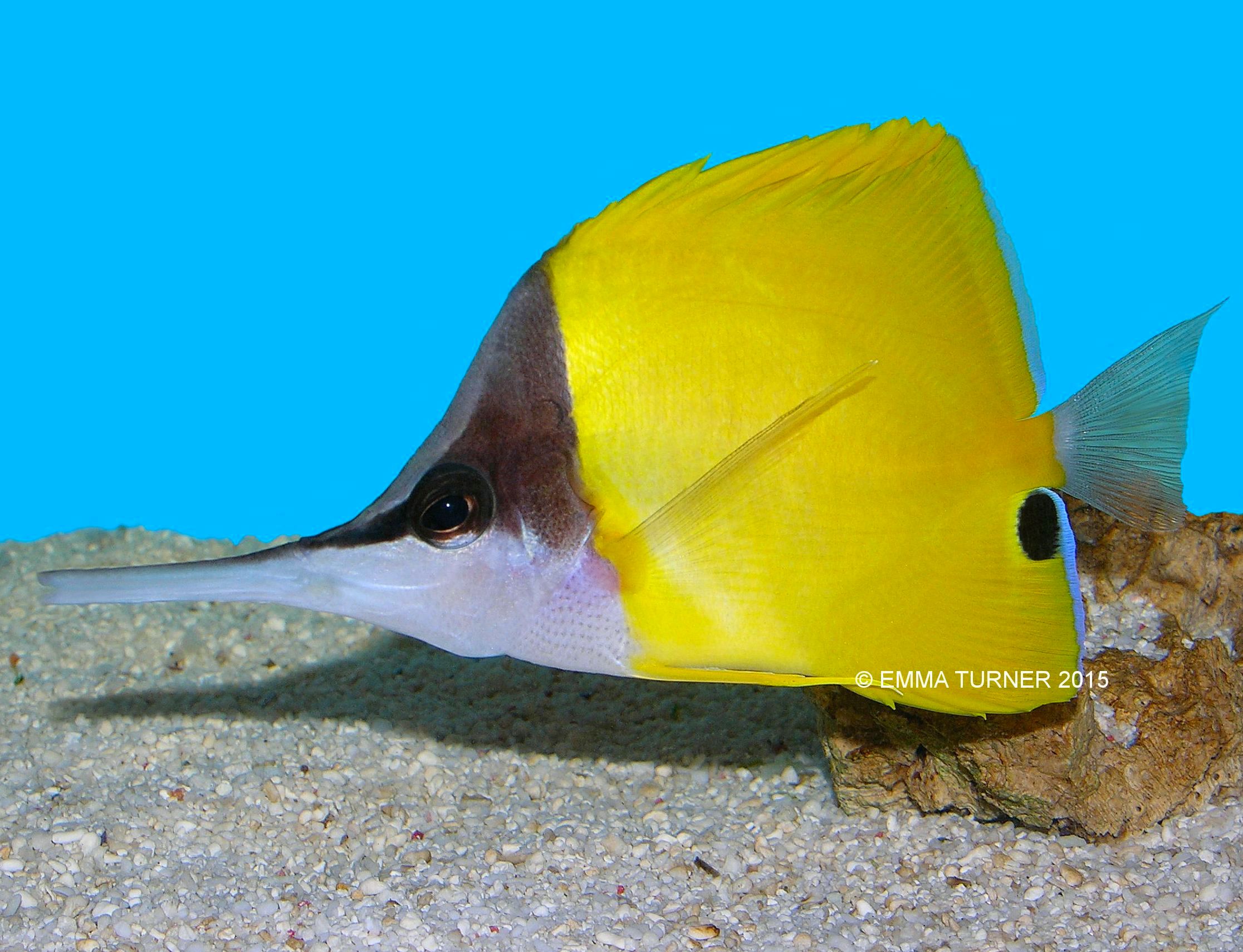 Big Longnose Butterflyfish-Forcipiger Longirostris