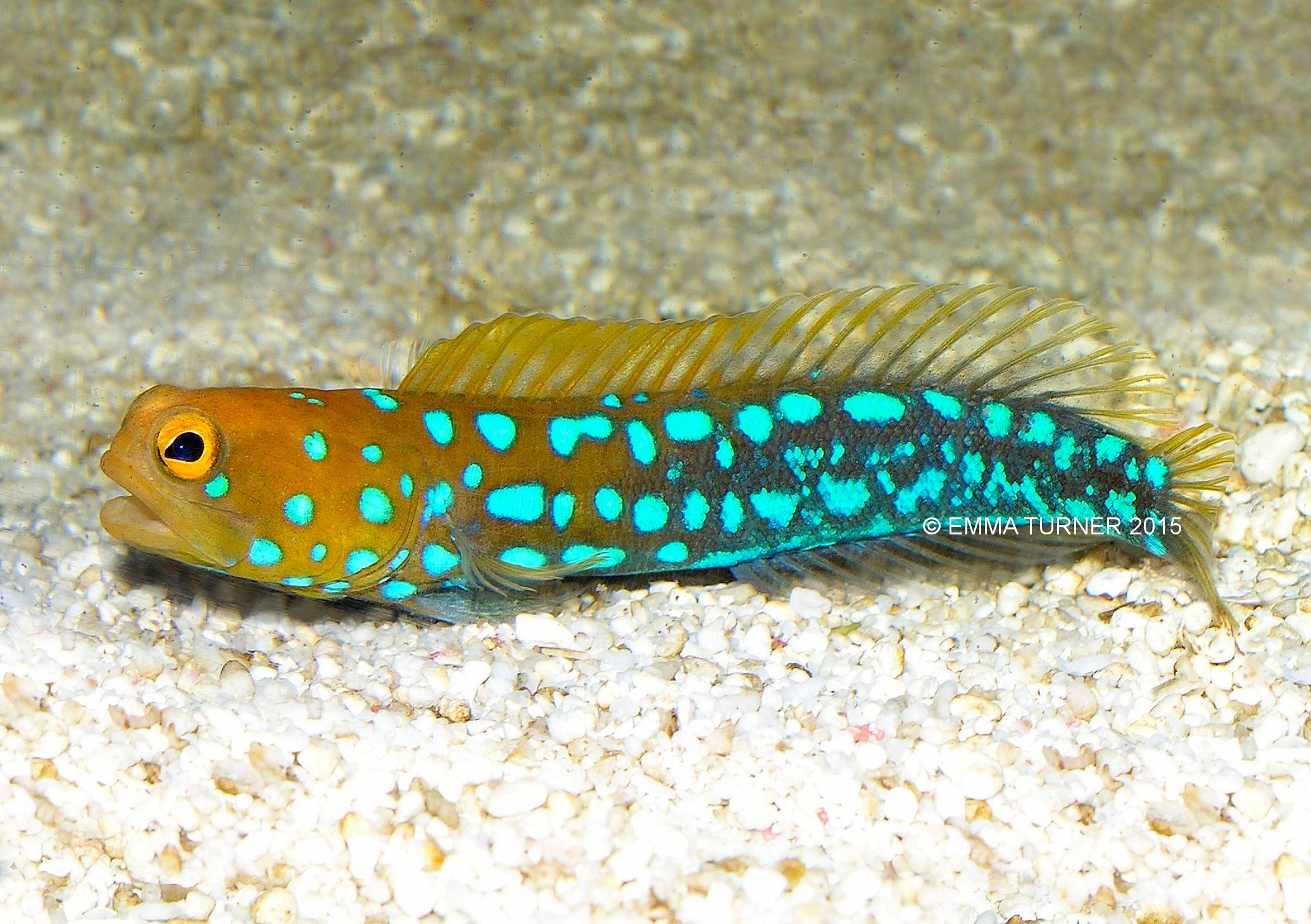 Blue Spotted Jawfish-Opistognathus rosenblatti