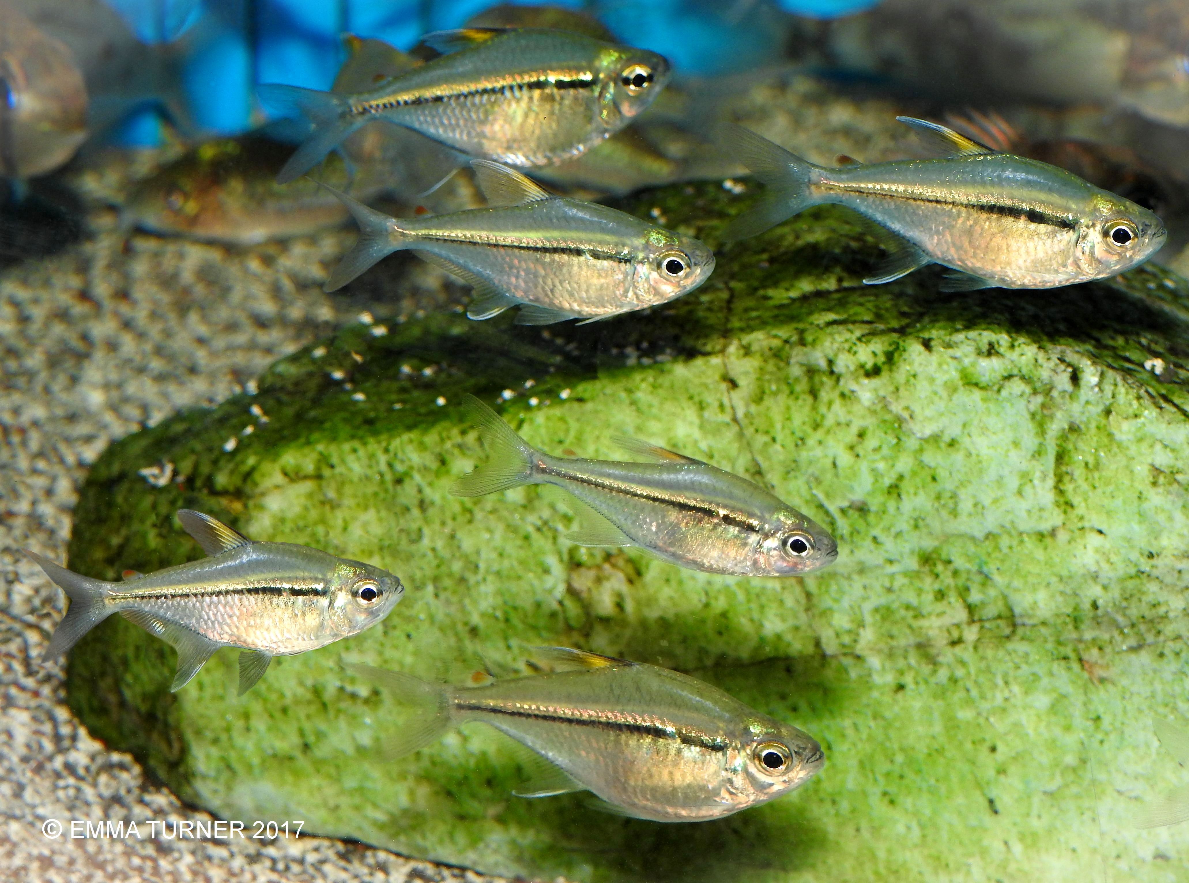 Broken-Line Tetra-Hemigrammus ulreyi