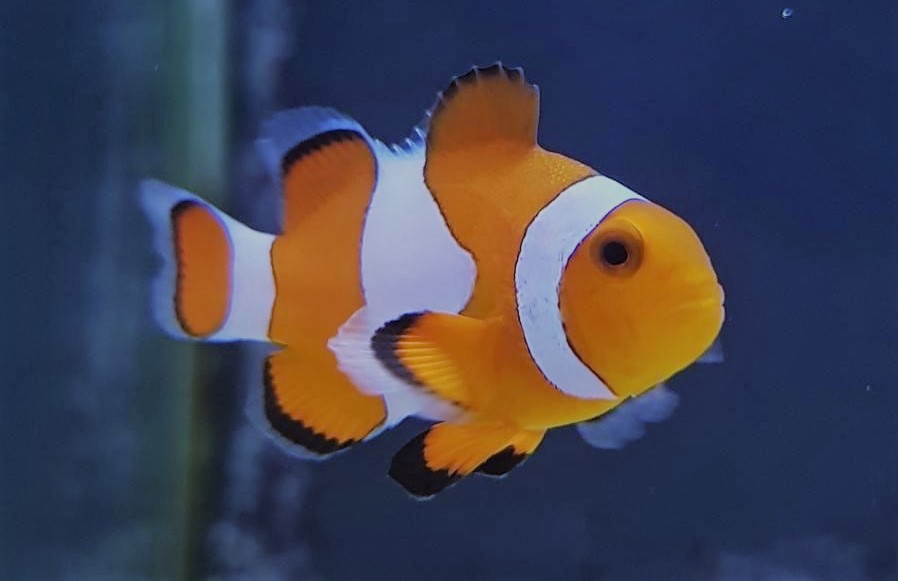 ocellaris clownfish pair