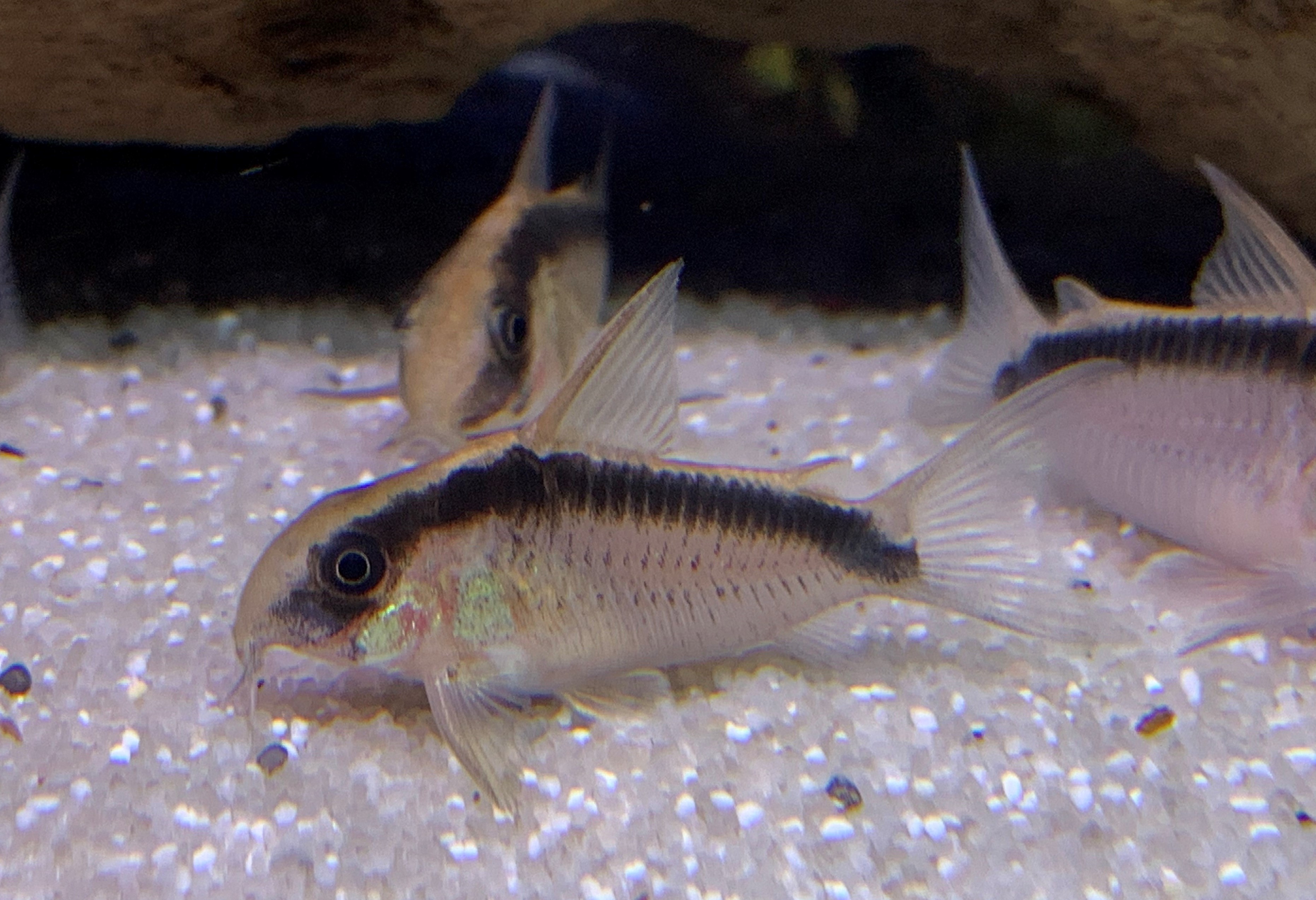 Skunk Cory-Corydoras arcuatus