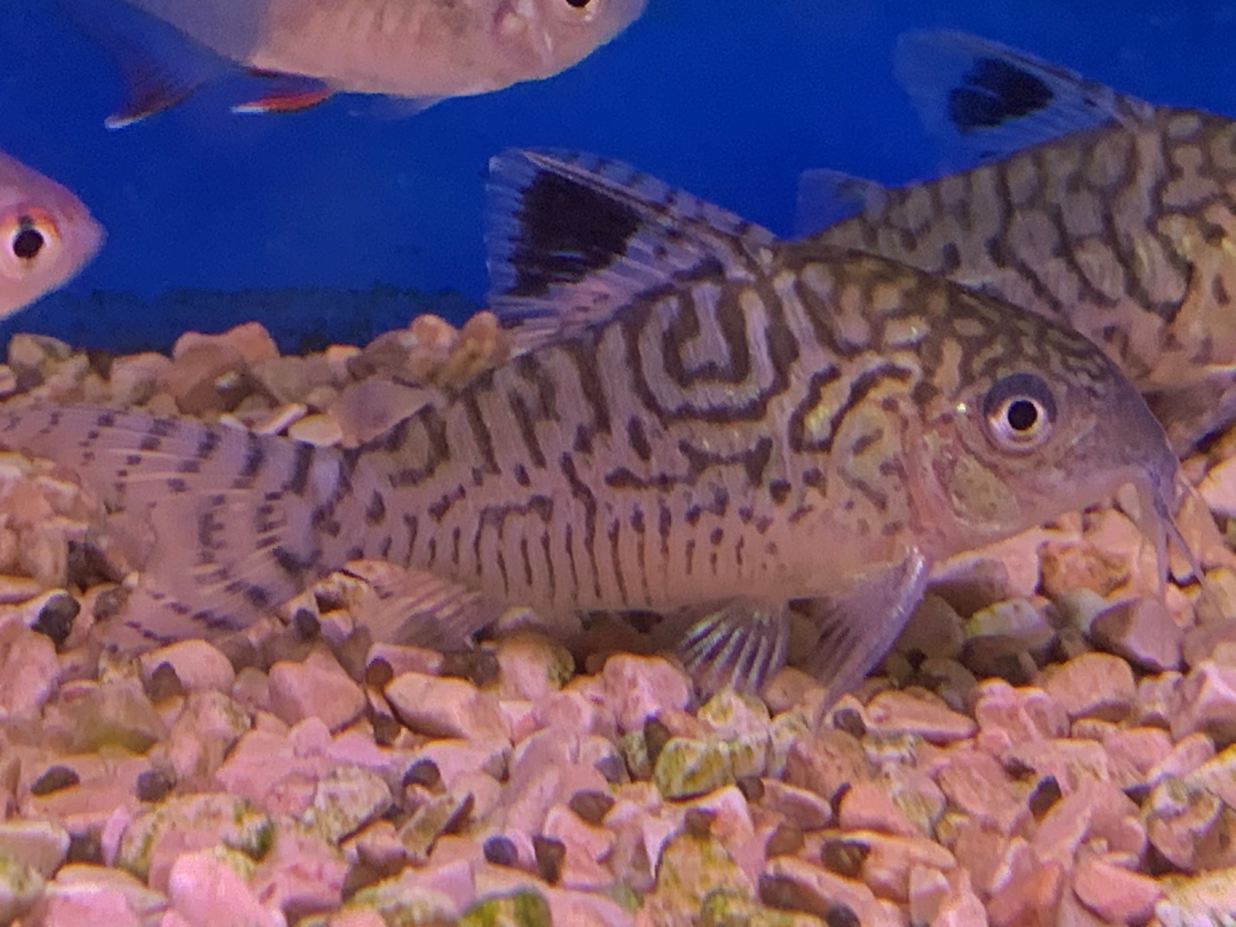 Network Cory-Corydoras reticulatus