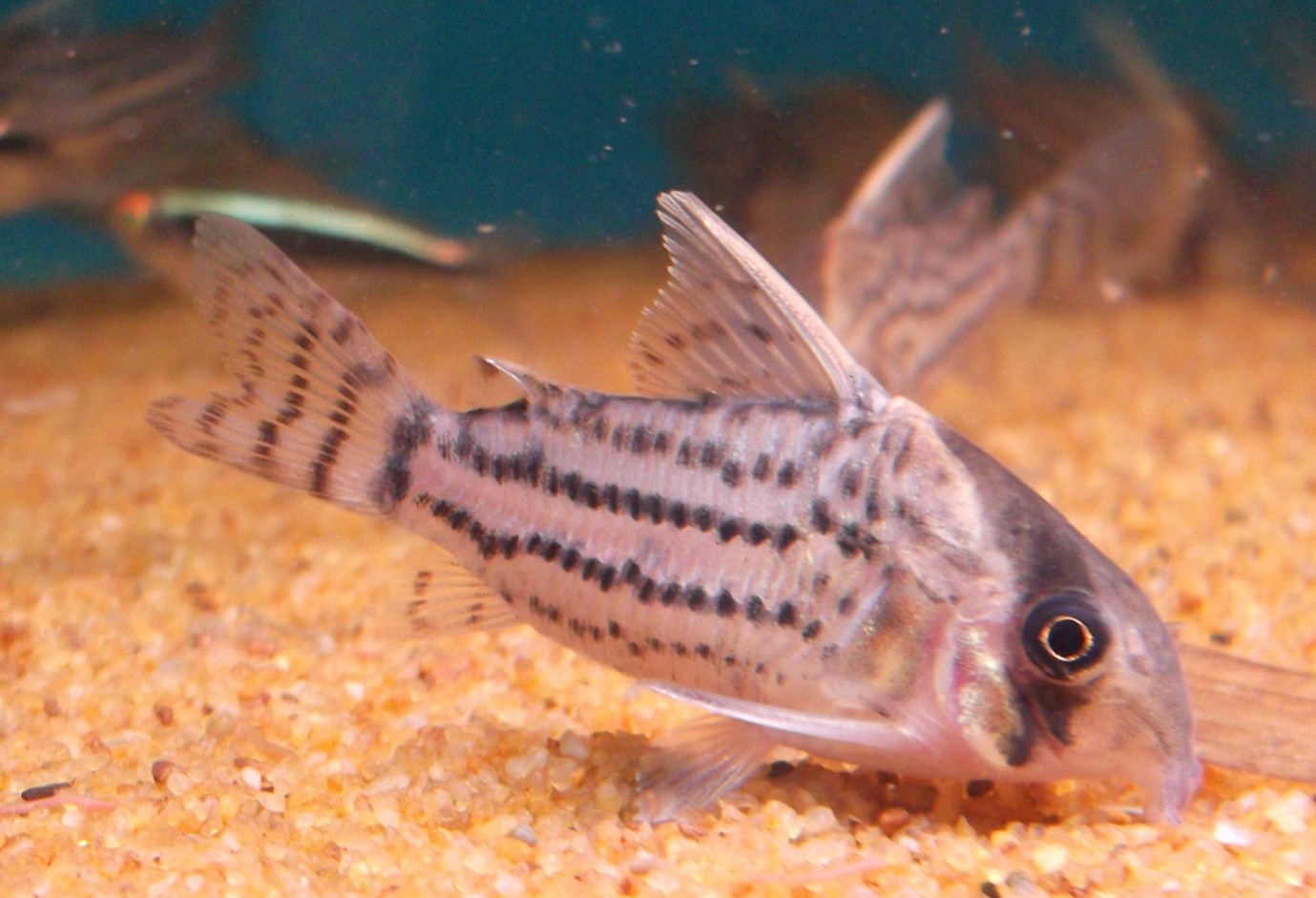 Schwartz's Cory-Corydoras schwartzi