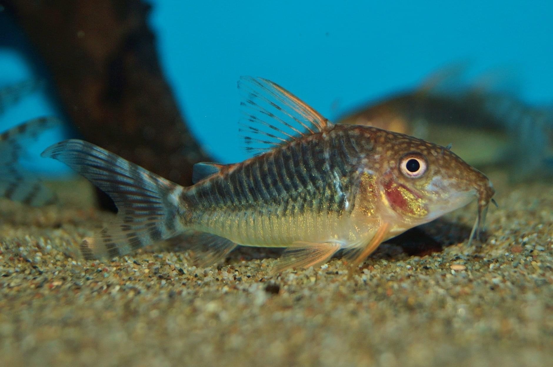 Seuss' Cory-C027-Corydoras seussi