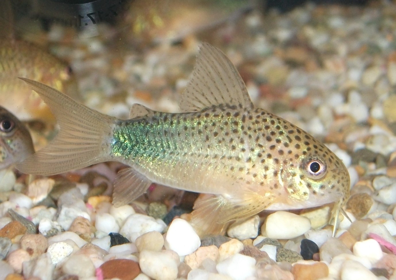 Smudge-spot Cory-Hoplisoma simile