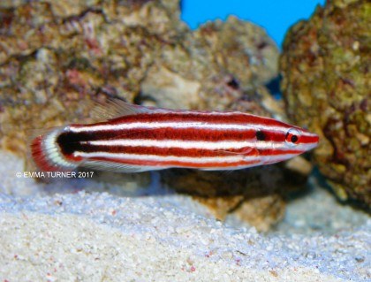 Crescent-tail Hogfish-Bodianus sepiacaudus