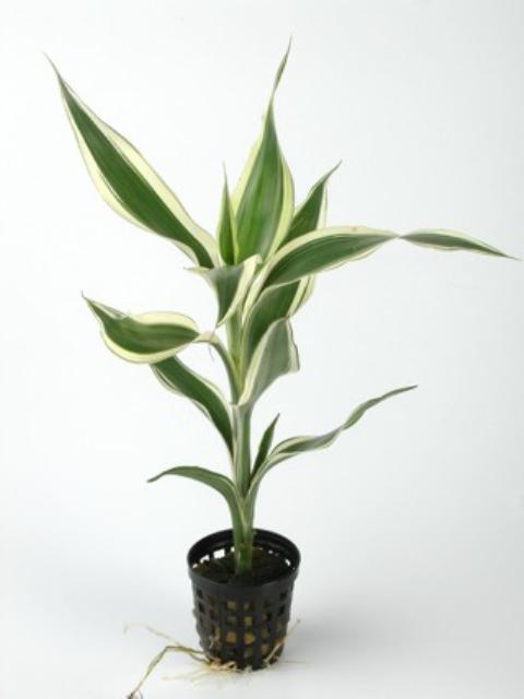 Dracaena Sanderiana   Dracaena Sanderiana 