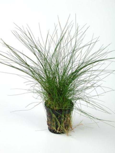 Eleocharis vivipara