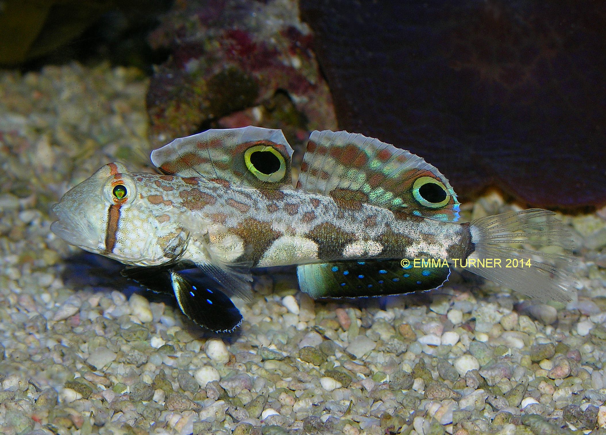 Eyespot Goby-Signigobius biocellatus