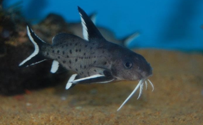 Granulosus Catfish-Synodontis granulosus