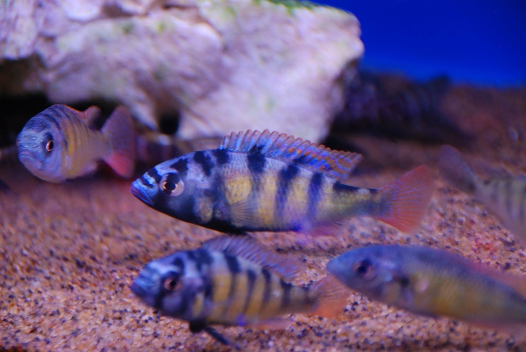 ch44 cichlid