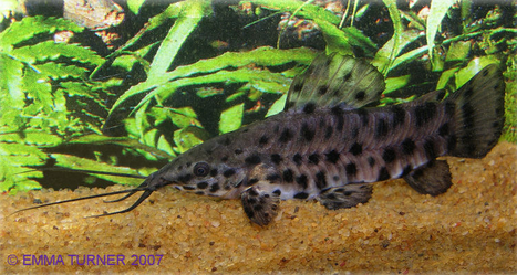 Hoplo Catfish-Megalechis thoracata