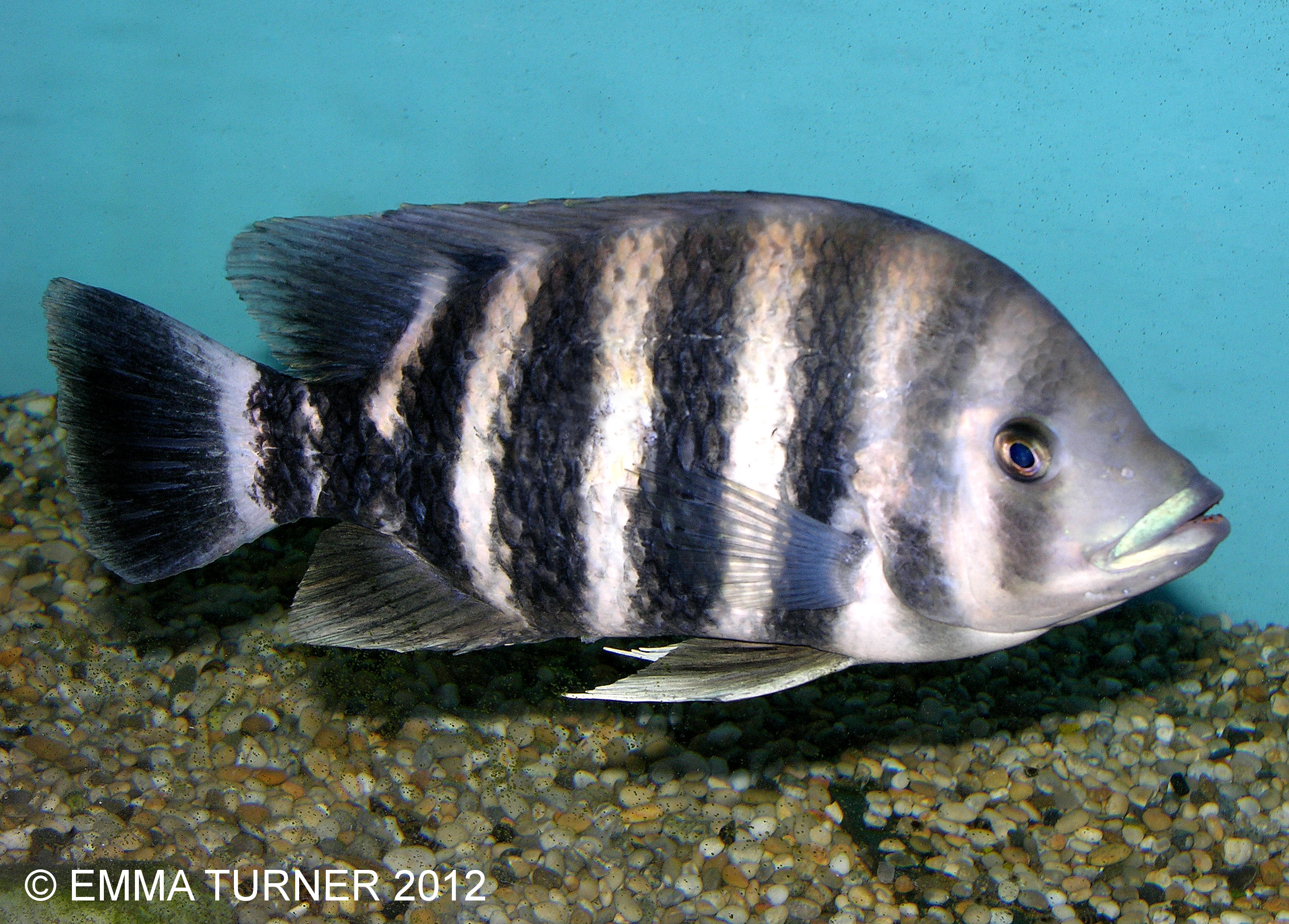 Buttikoferi Tilapia